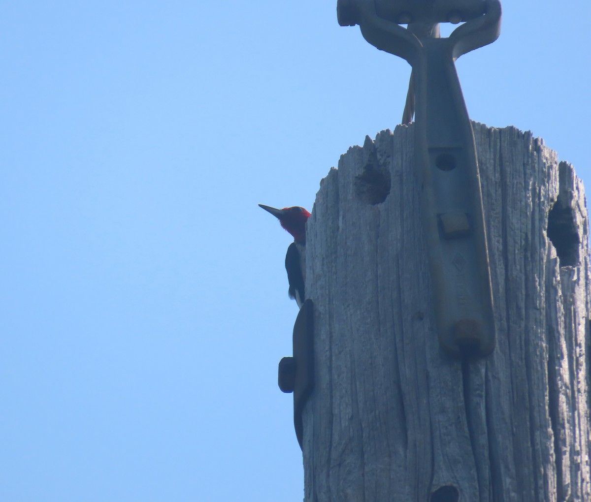 Red-headed Woodpecker - ML638322448