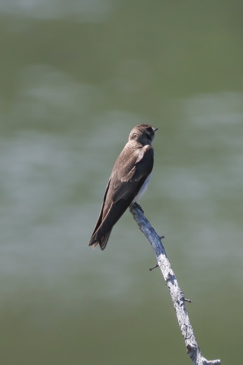 Northern Rough-winged Swallow - ML638322461
