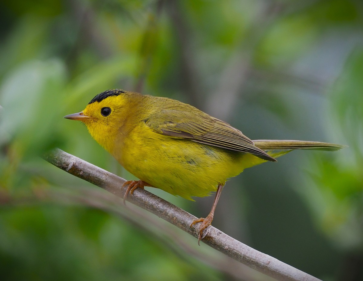 Wilson's Warbler - ML638322467