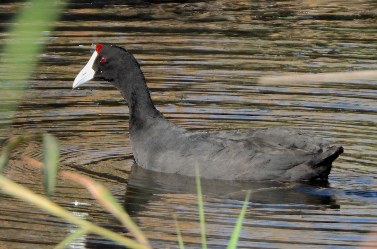 Red-knobbed Coot - ML638322474