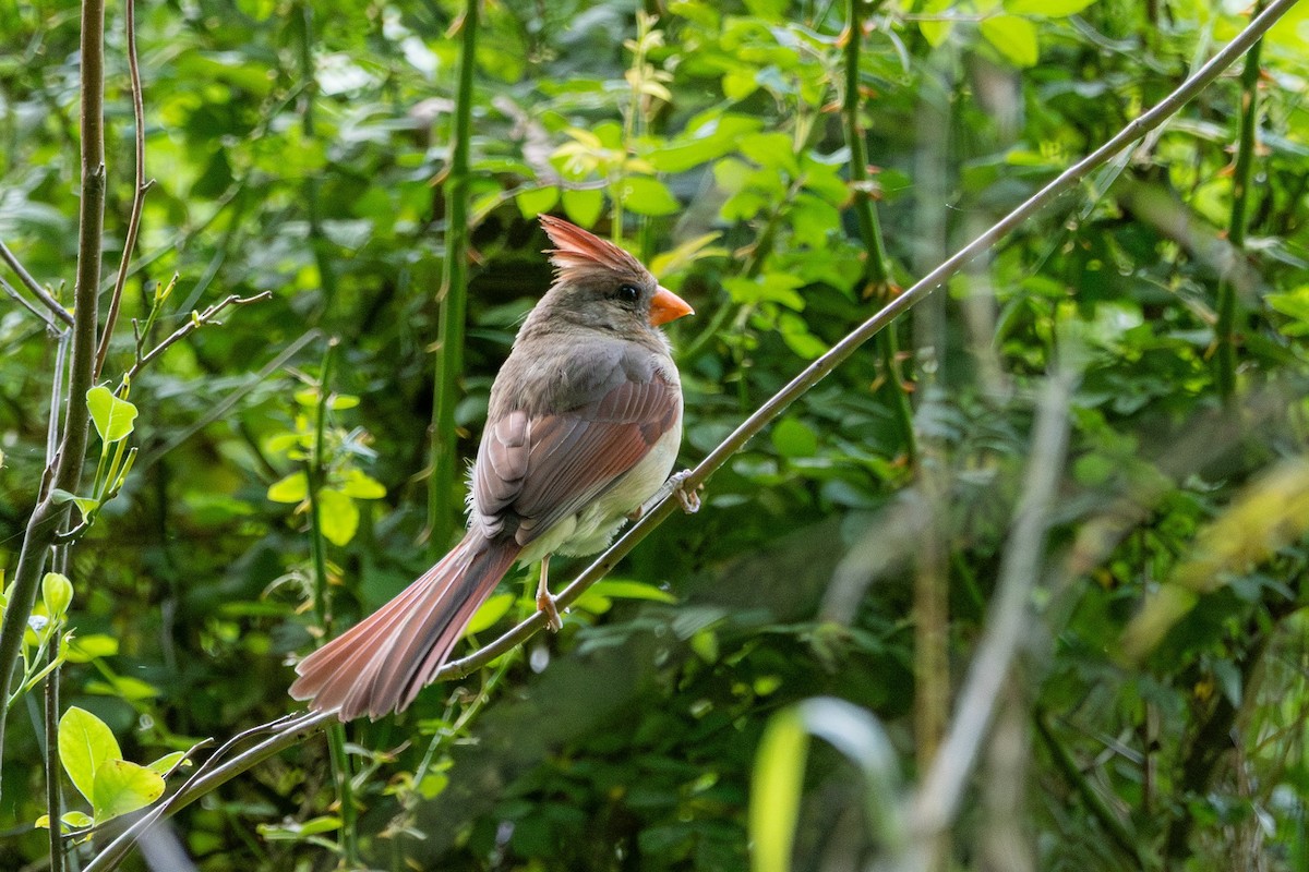 Northern Cardinal - ML638322476