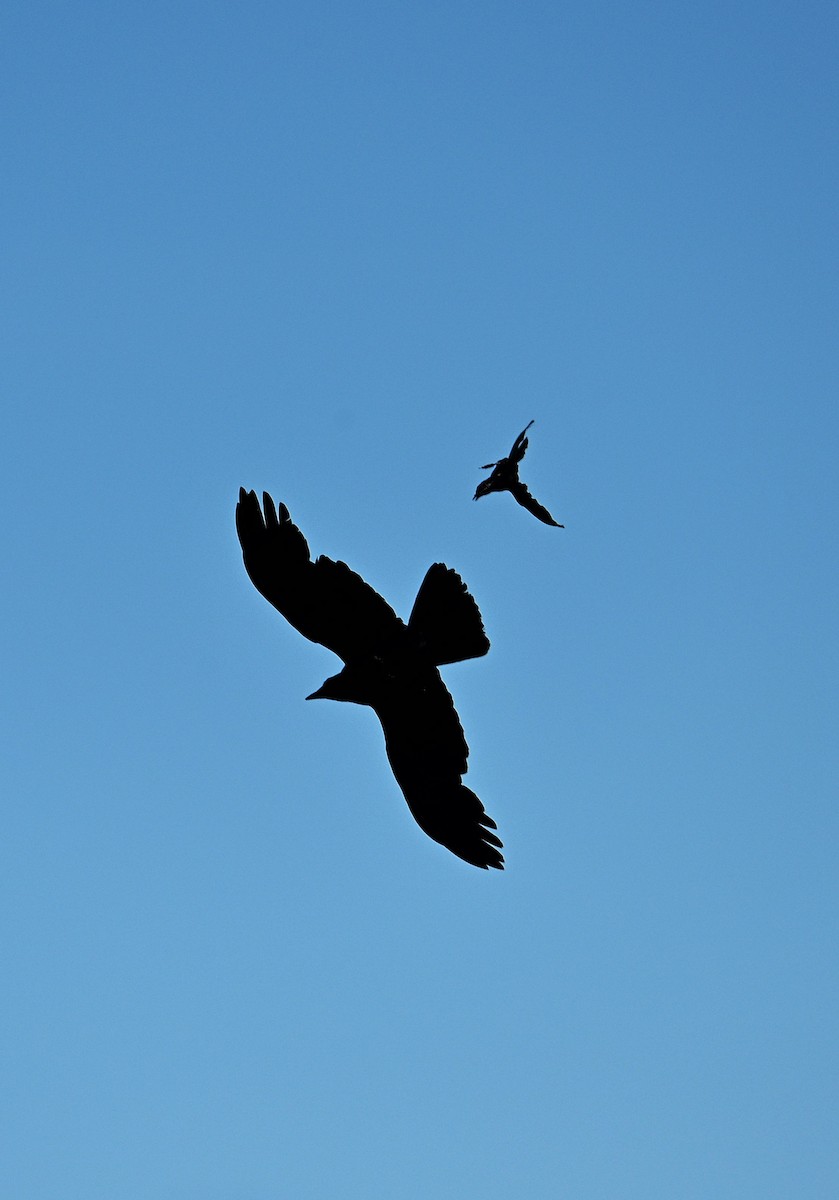 American Crow - ML638322479