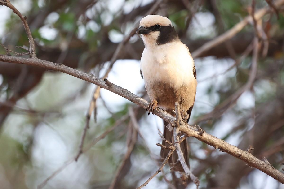 White-crowned Shrike - ML638322481