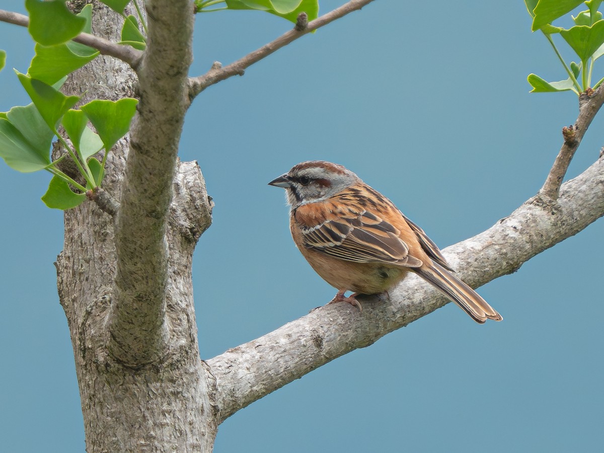 Godlewski's Bunting - ML638322483
