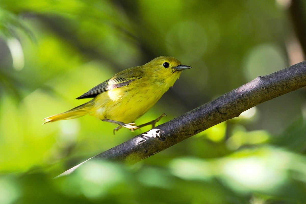 Yellow Warbler - ML638322488