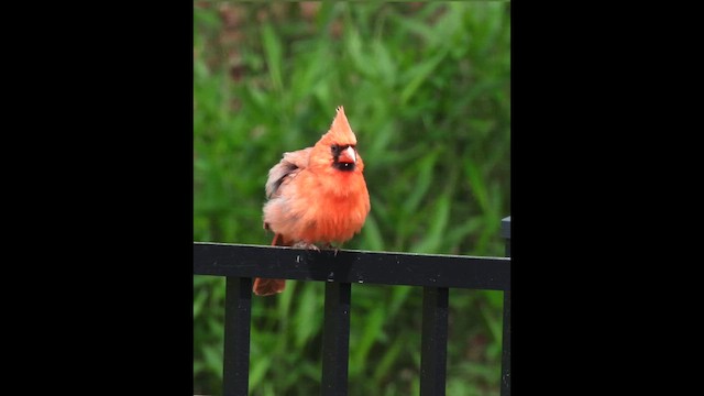 Northern Cardinal - ML638322492