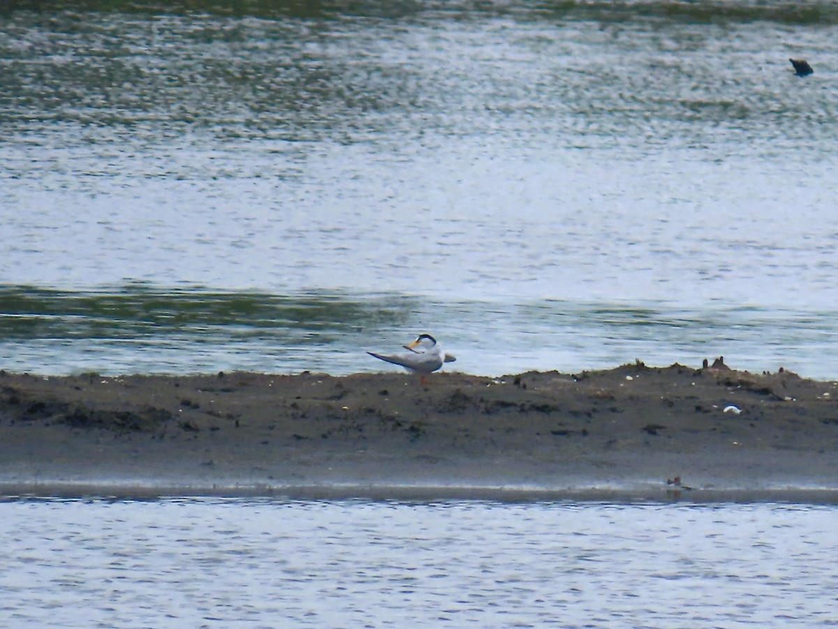 שחפית זעירה - ML638322493