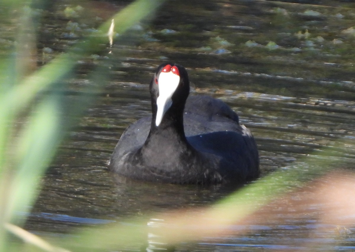 Red-knobbed Coot - ML638322494
