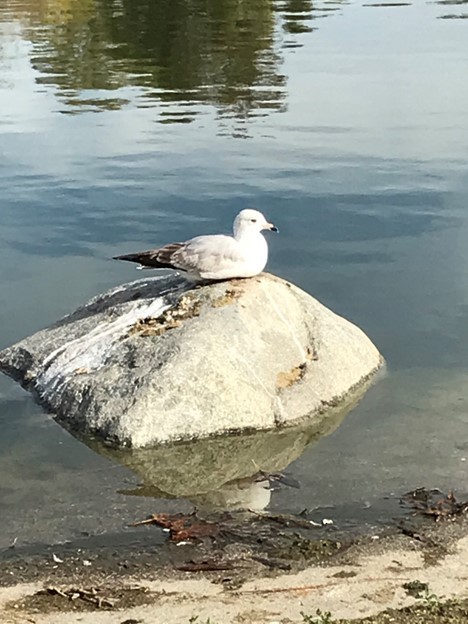 Ring-billed Gull - ML638322499
