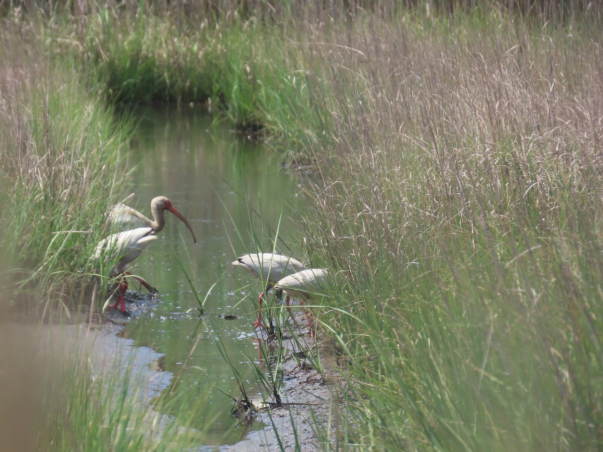 White Ibis - ML638322502