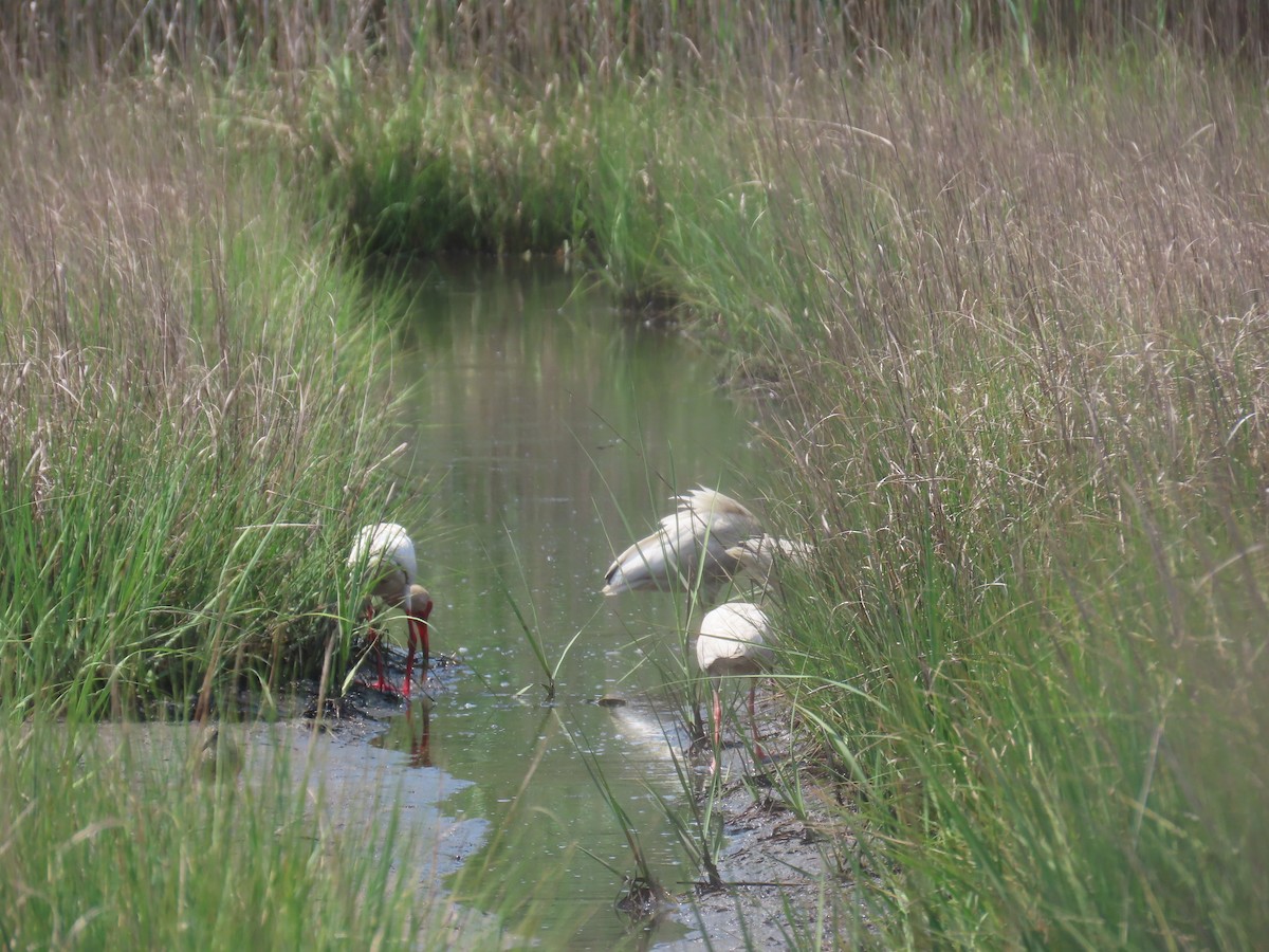 White Ibis - ML638322503
