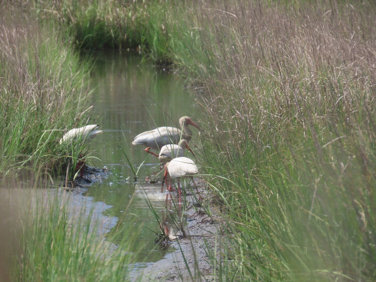 White Ibis - ML638322504