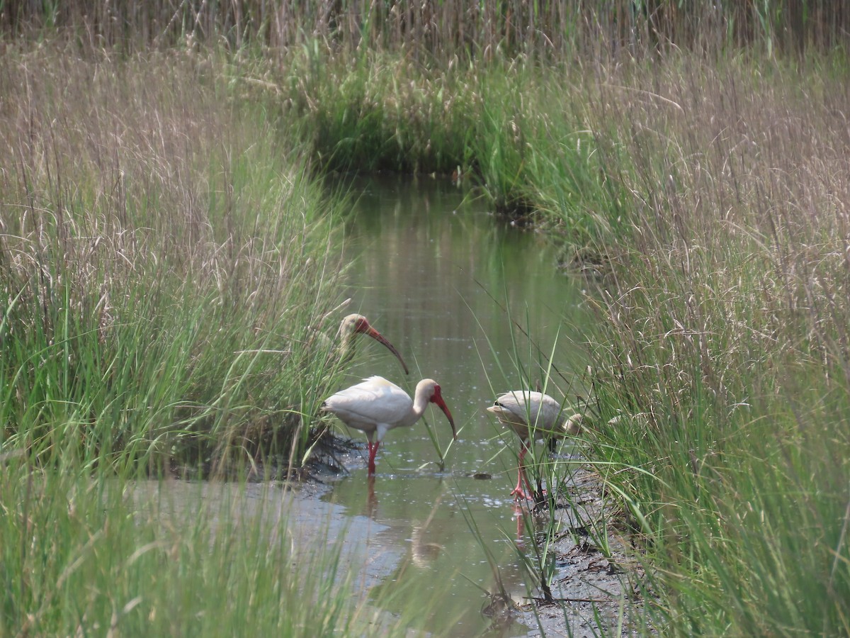 White Ibis - ML638322505