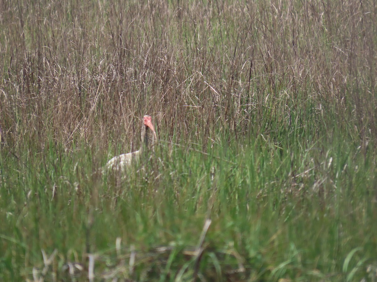 White Ibis - ML638322506
