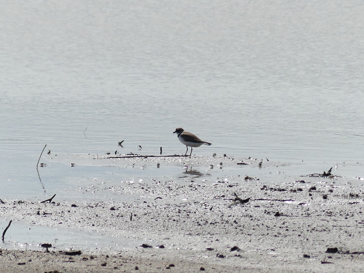 Semipalmated Plover - ML638322516