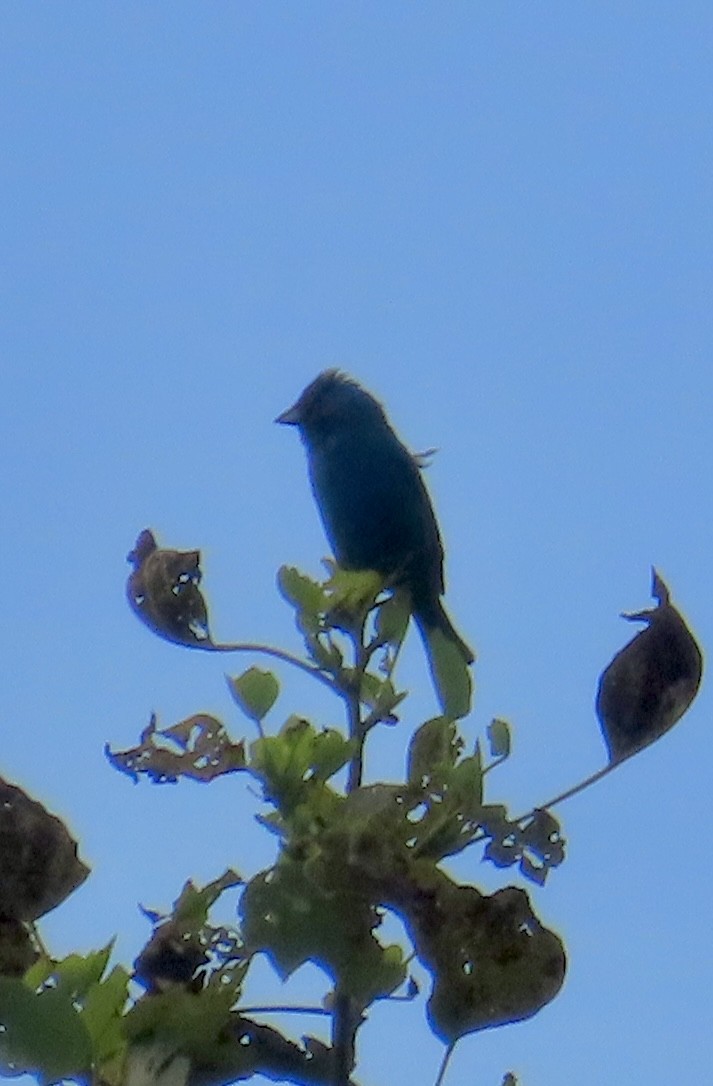 Indigo Bunting - ML638322518