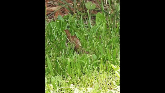 Carolina Wren - ML638322520