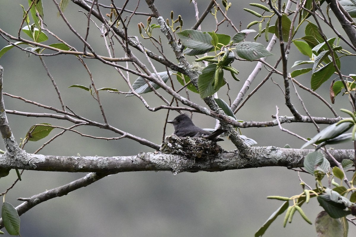 Smoke-colored Pewee - ML638322526