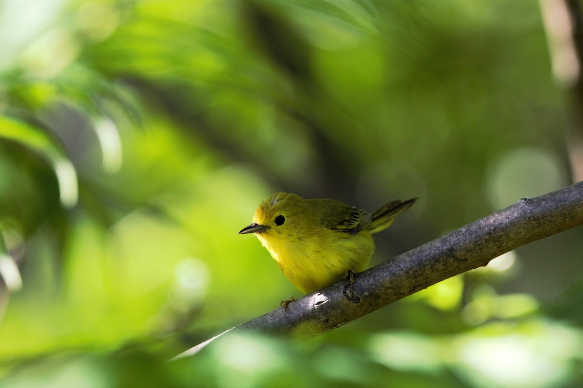 Yellow Warbler - ML638322538