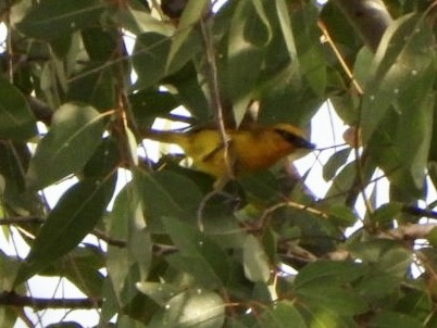 Gözlüklü Dokumacı - ML638322539
