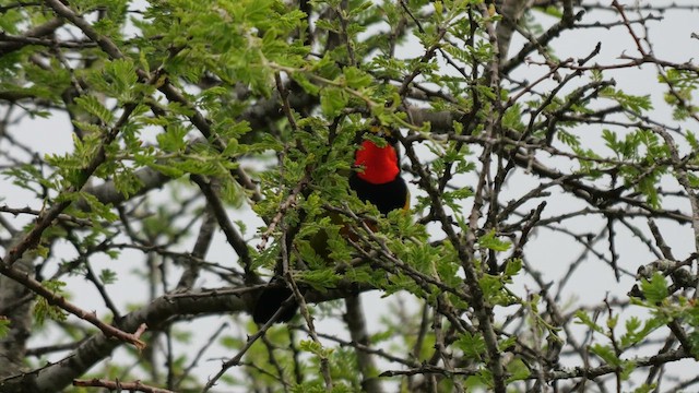 Four-colored Bushshrike - ML638322542
