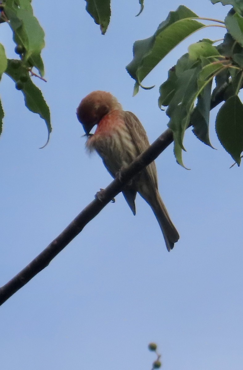 House Finch - ML638322544