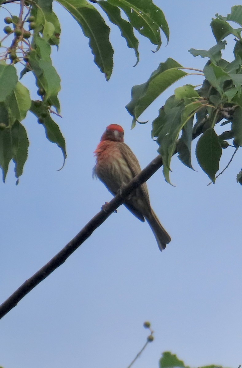 House Finch - ML638322545
