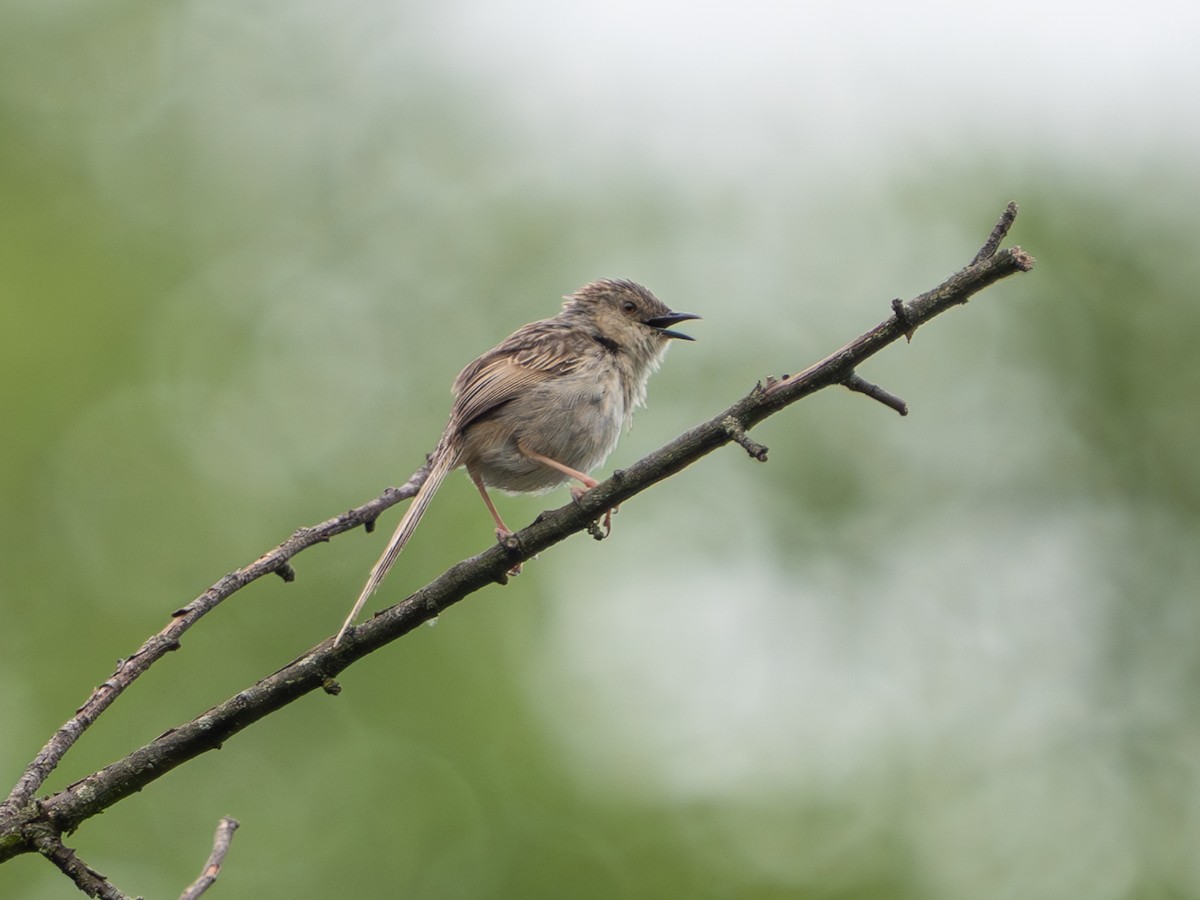stripeprinia - ML638322549