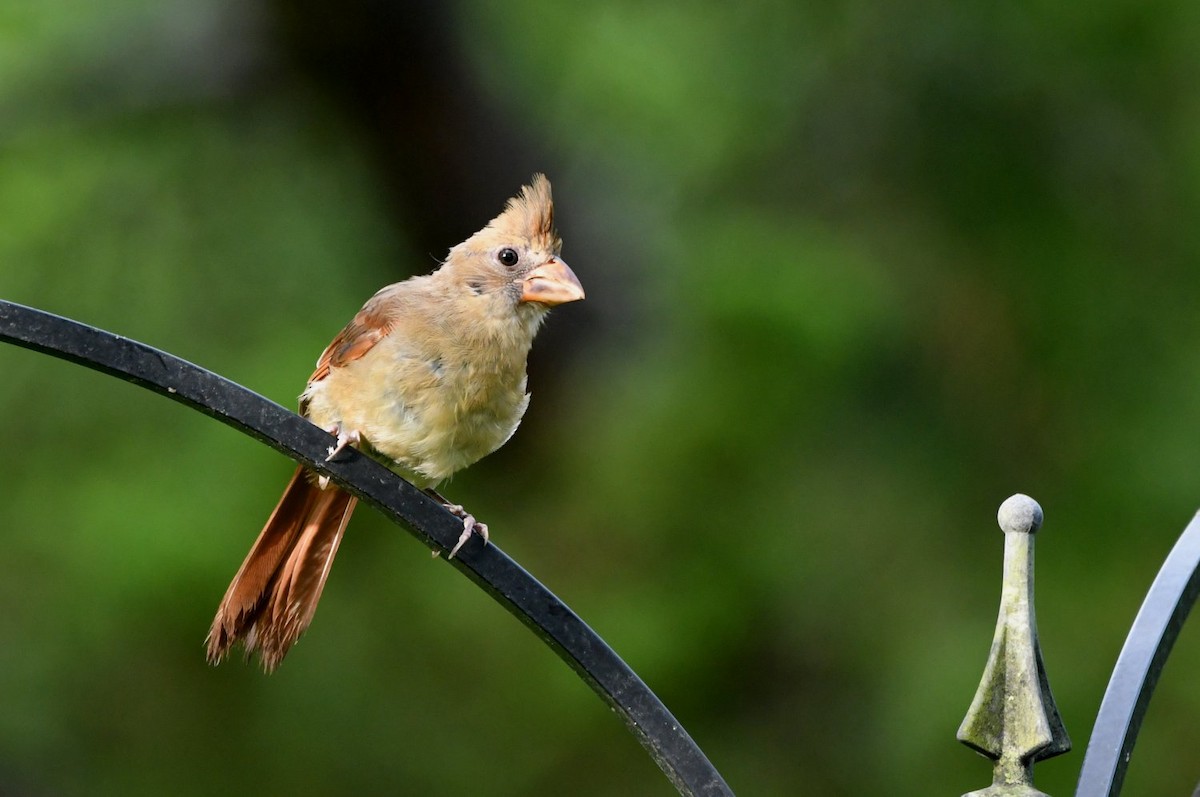Northern Cardinal - ML638322579