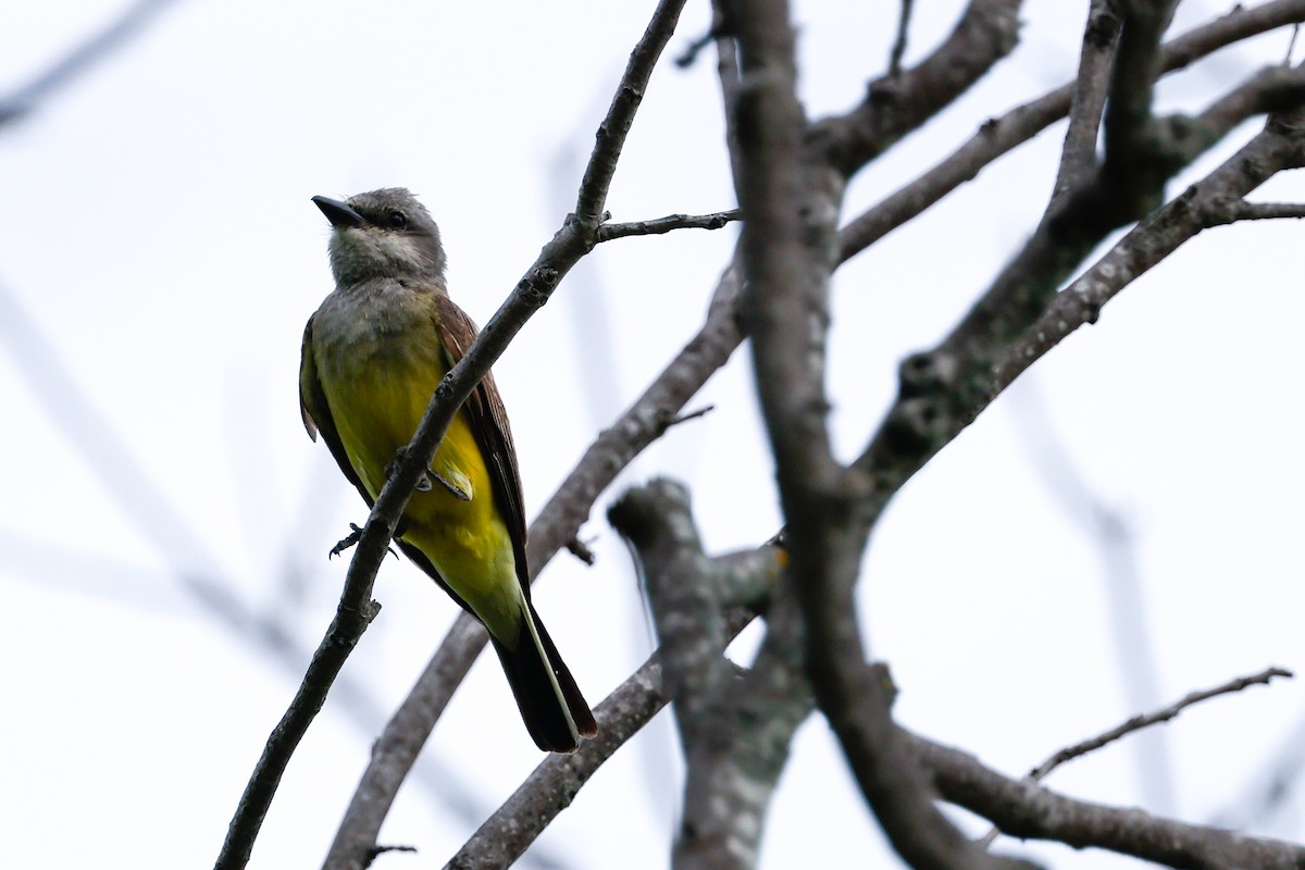Western Kingbird - ML638322581