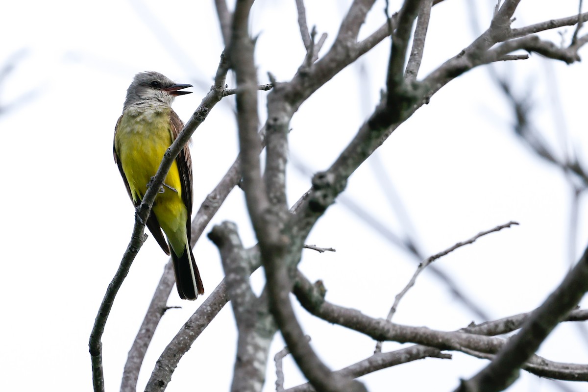 Western Kingbird - ML638322582