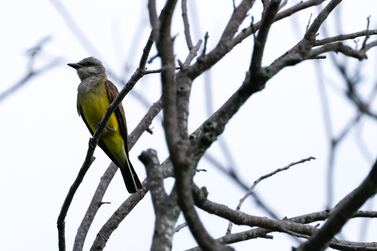 Western Kingbird - ML638322583