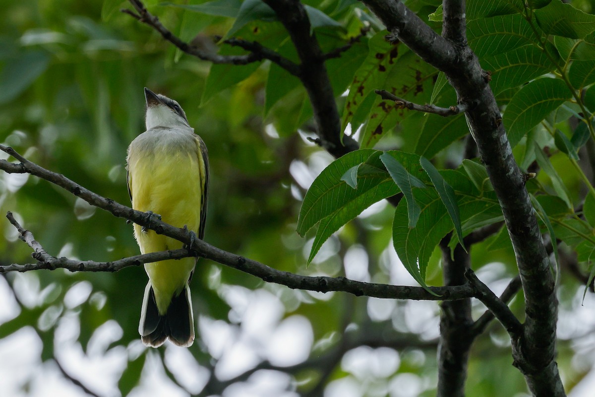 Western Kingbird - ML638322584