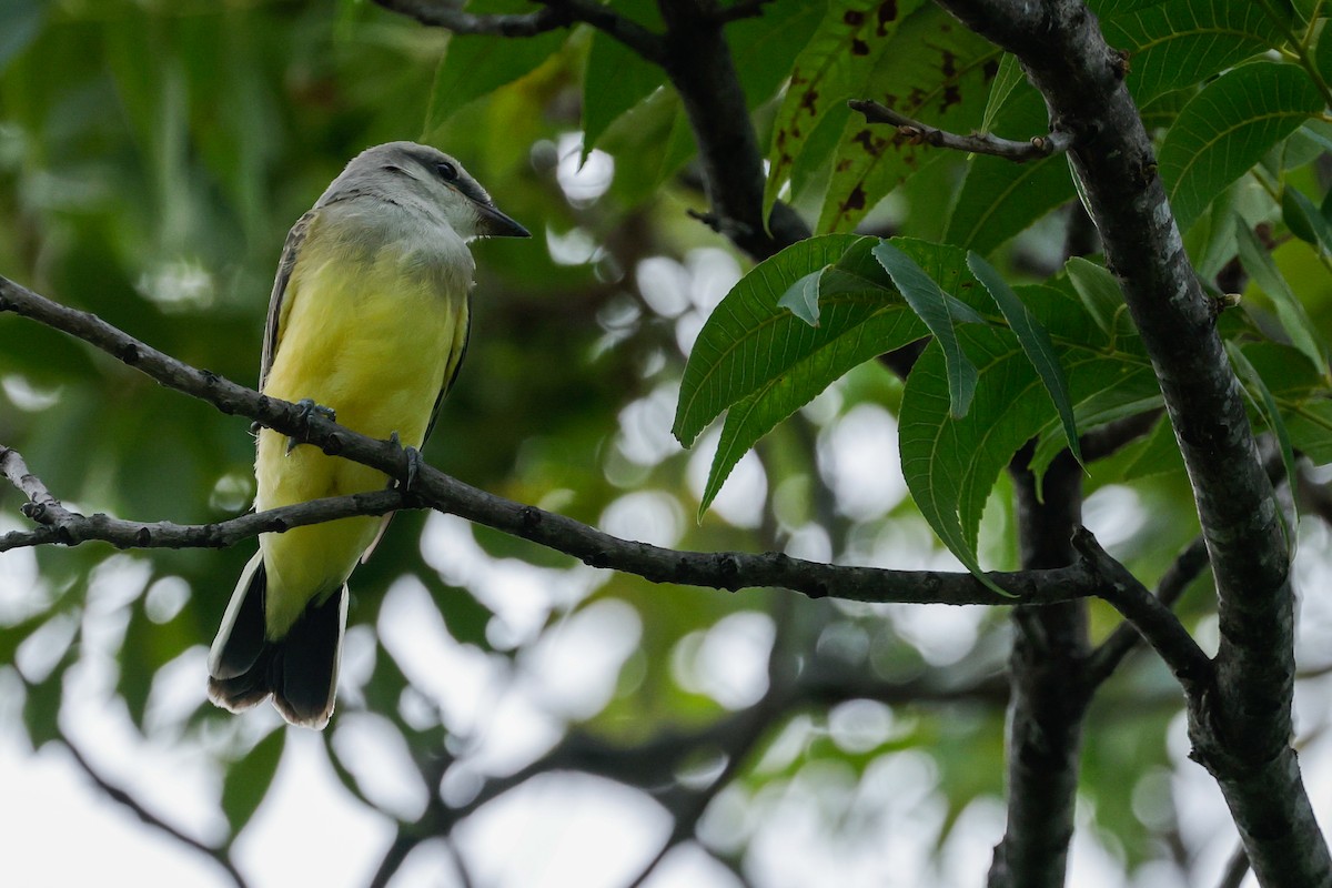 Western Kingbird - ML638322585