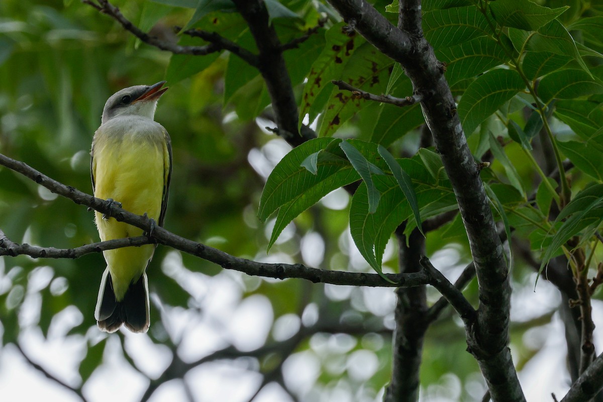 Western Kingbird - ML638322586