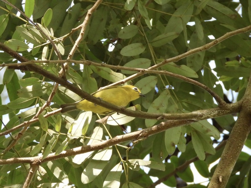 Green White-eye - ML638322589