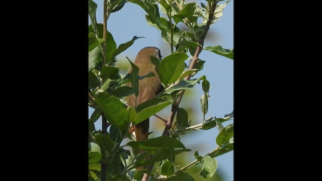 Common Yellowthroat - ML638322592