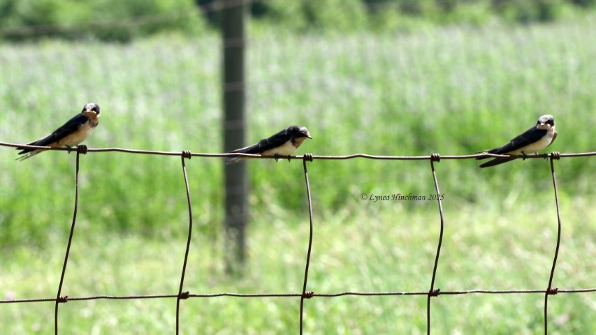 Barn Swallow - ML638322594
