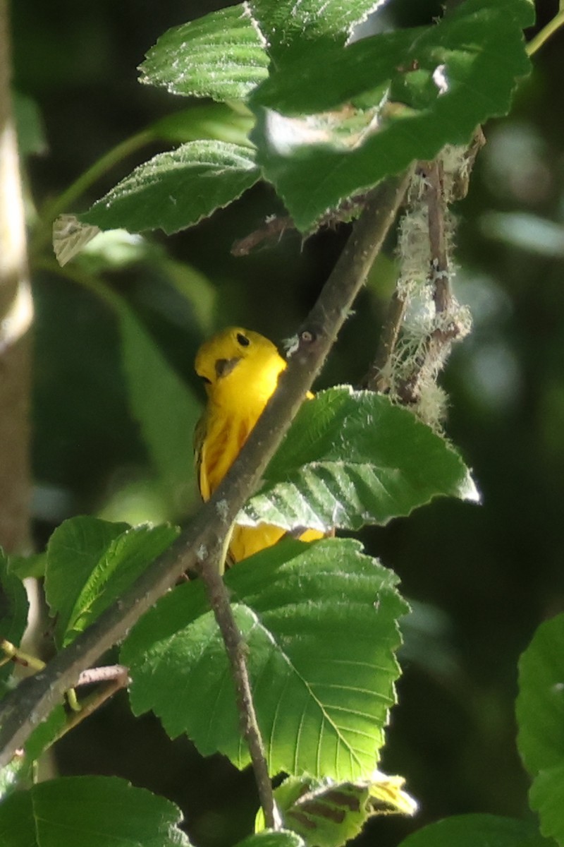 Paruline jaune - ML638322597