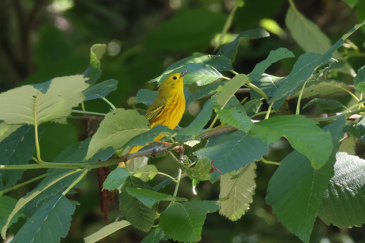 Paruline jaune - ML638322598