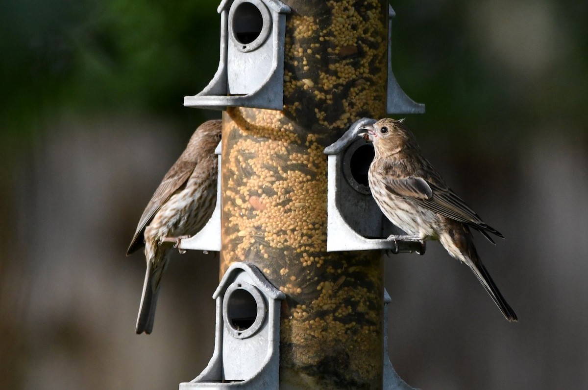 House Finch - ML638322613