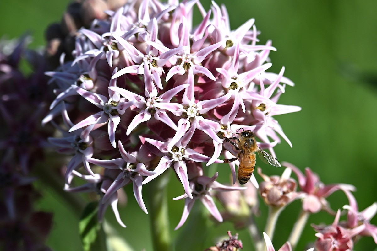 Western Honey Bee - ML638322614