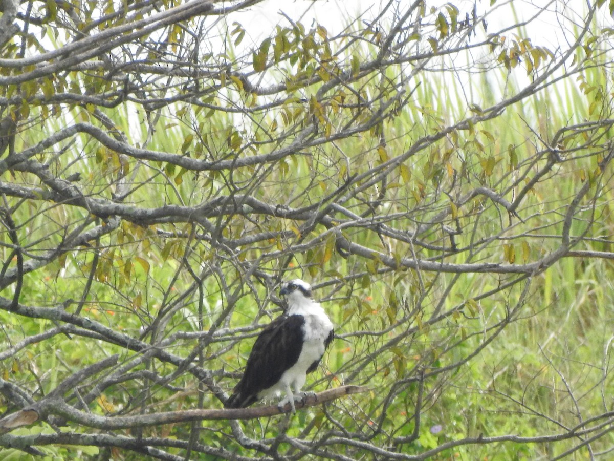Osprey - ML638322635
