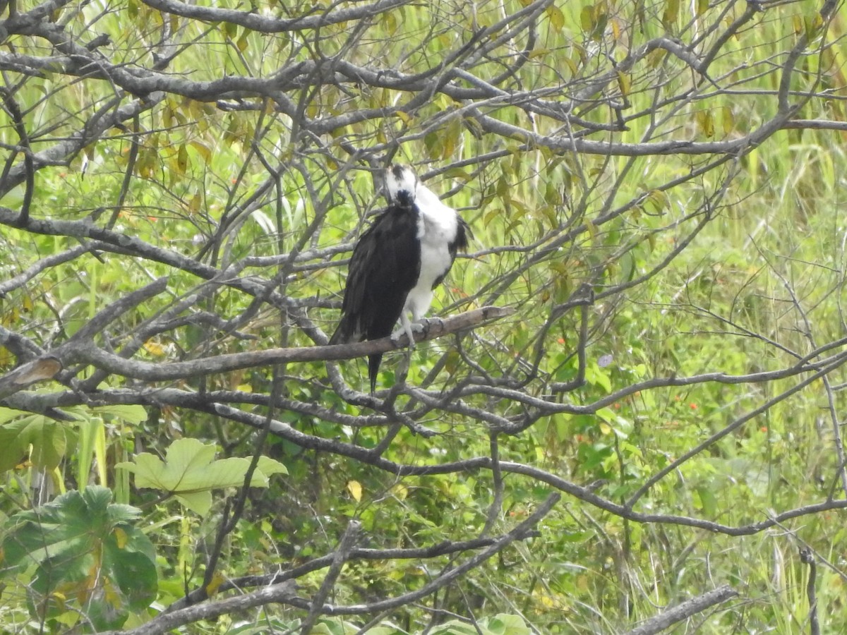 Osprey - ML638322640