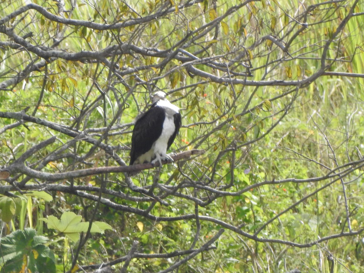 Osprey - ML638322642