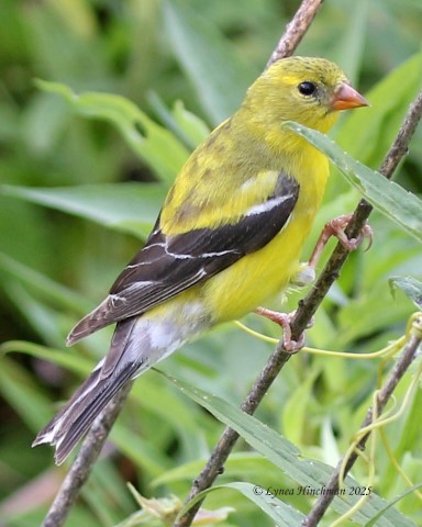 American Goldfinch - ML638322661