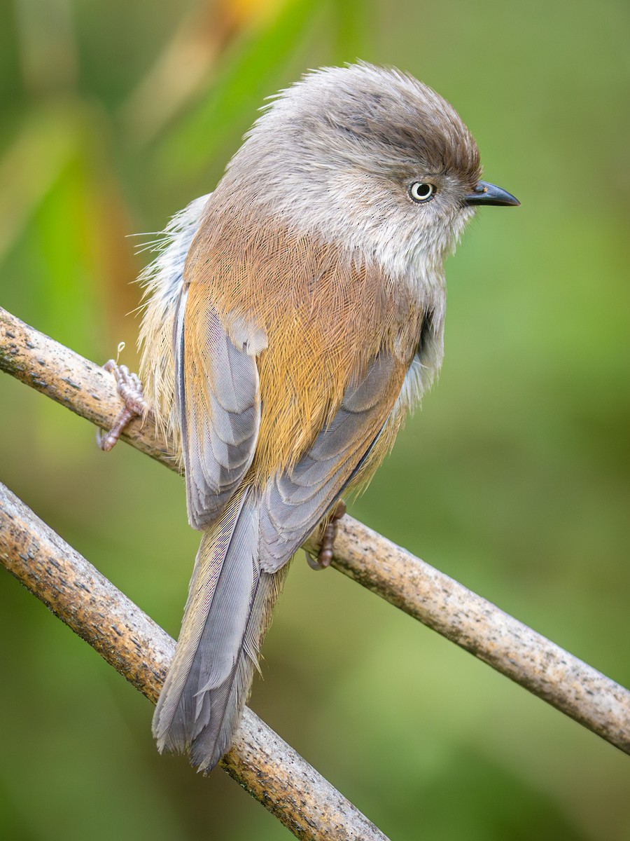 gråhettefulvetta - ML638322663