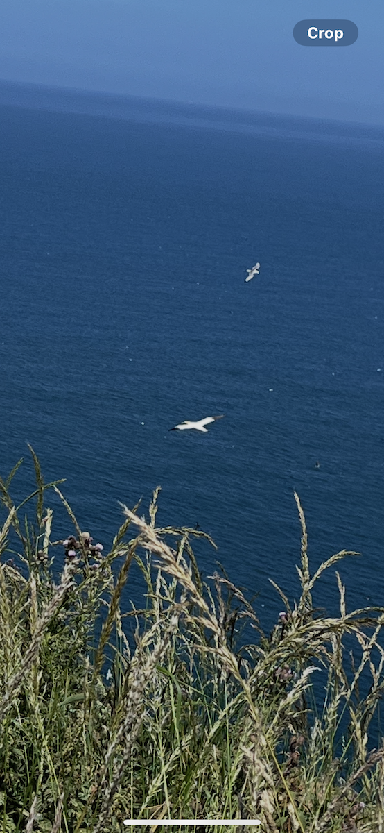 Northern Gannet - ML638322664