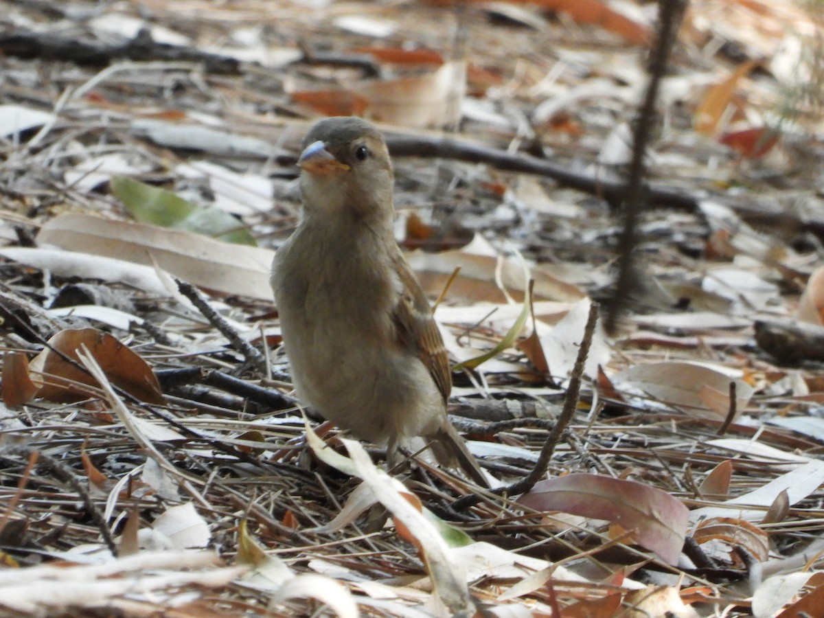 House Sparrow - ML638322667