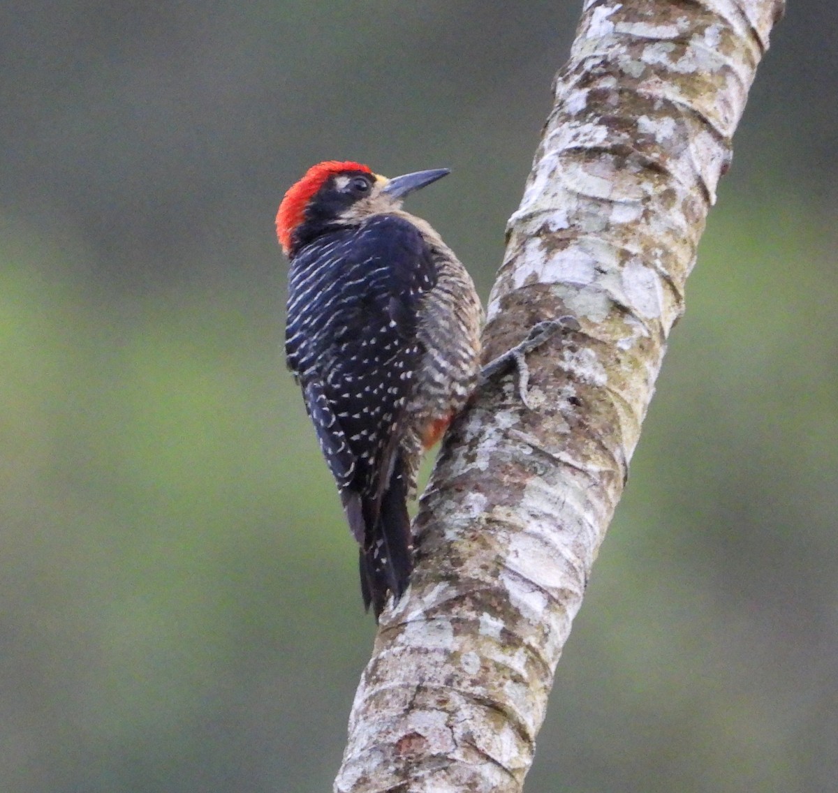 Black-cheeked Woodpecker - ML638322672